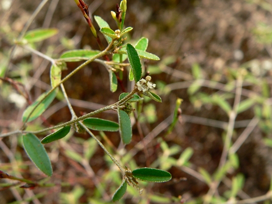 {Croton willdenowii}